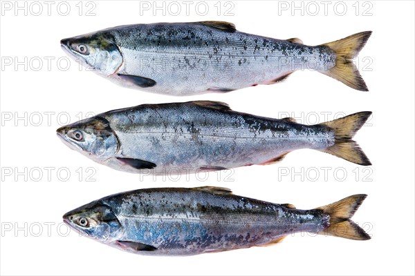 Red salmon isolated on white background