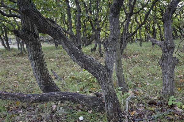 English oak