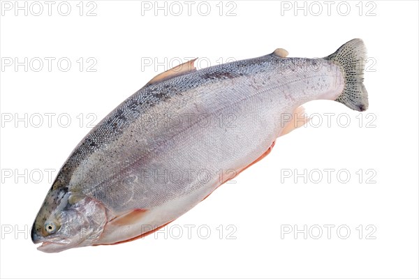 Raw tasmanian ocean trout isolated on white background