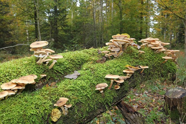 Honey fungus