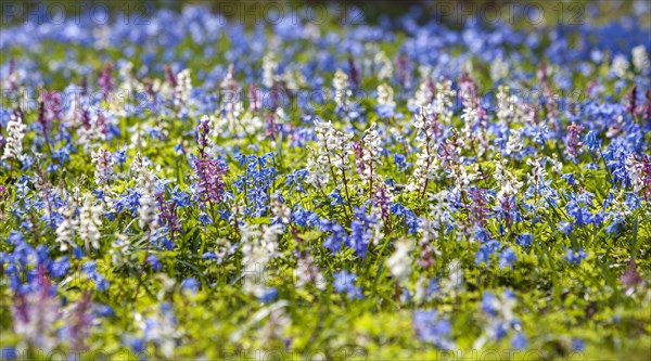 Hollow larkspur and squills