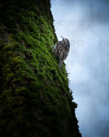 Short-toed treecreeper