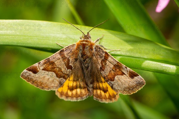 Burnet companion butterfly with open wings sitting on green stalk from behind