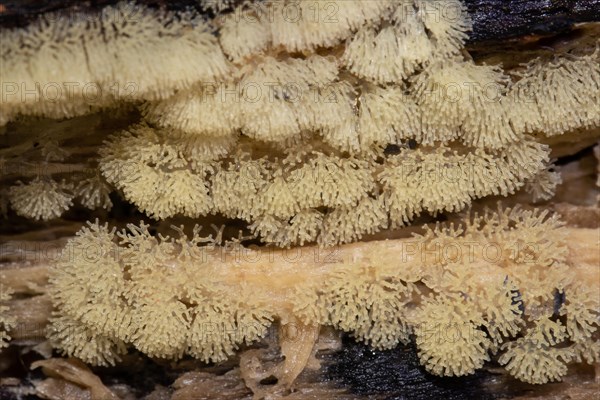 Antler-shaped slime mould grey fruiting body with many branches on tree trunk