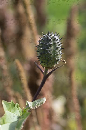 Jimson weed