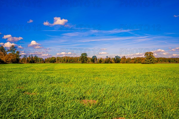 A fallow grain field covered with grass in autumn