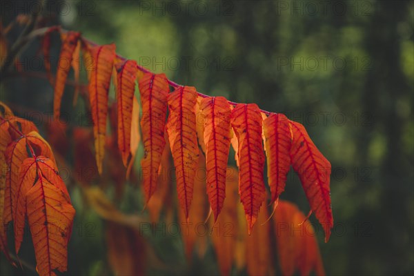 Staghorn sumac