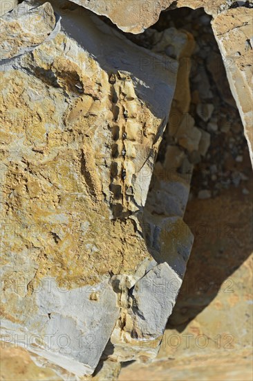 Approx. 300 million year old fossils of Mesosaurus tenuidens near Keetmanshoop