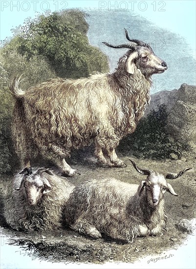 The Angora goat