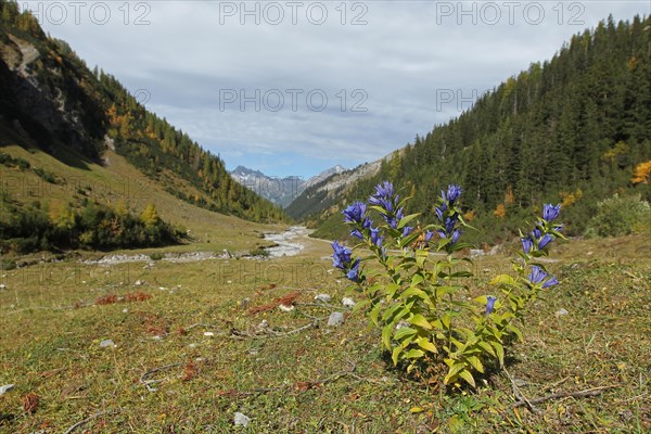 Willow gentian