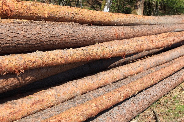 Logs in the forest