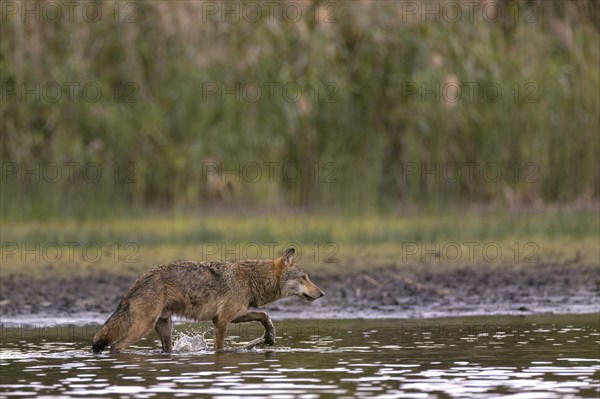 European gray wolf