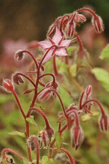 Borage