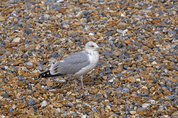 Seagull