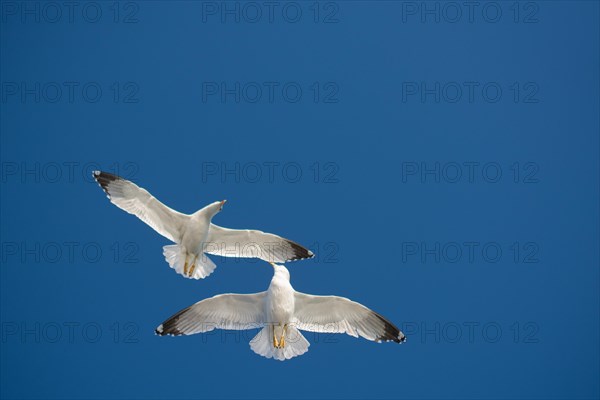 Pair of seagulls flying in blue a sky background