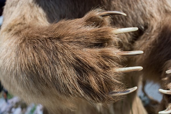 Brown Bear Paw With sharp Claws in view