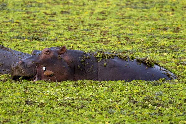 Hippopotamus