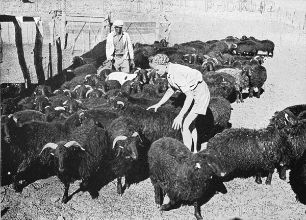 Young farmer's woman with her Karakul flock