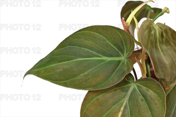 Leaf of tropical Philodendron Hederaceum Micans house plant with heart shaped leaves with velvet texture on white background