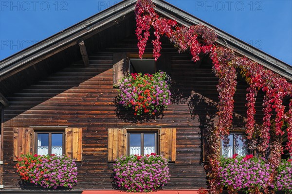 Wooden house with floral decoration and vegetation of widem vine