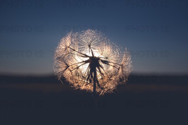 Dandelion during sunset