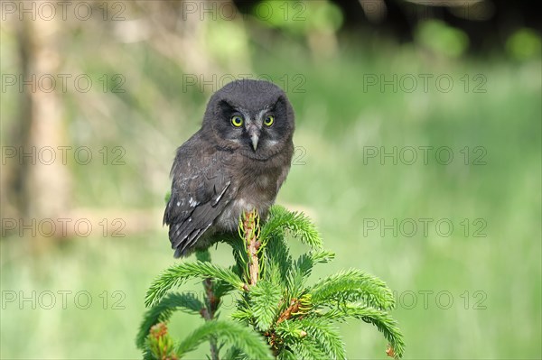 Tengmalm's Owl