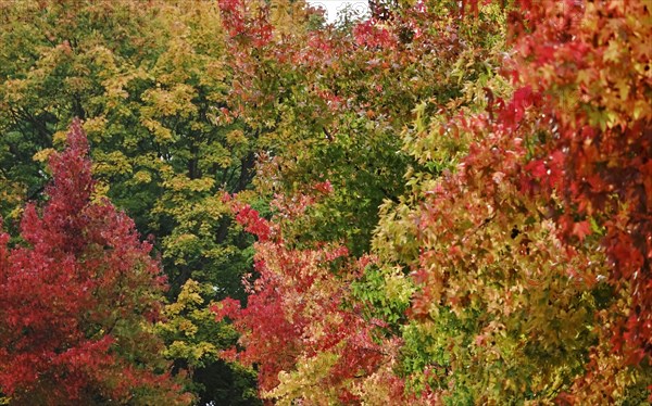 Magnificent amber trees