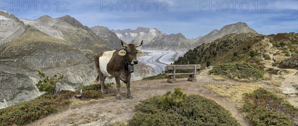 Cow grazing