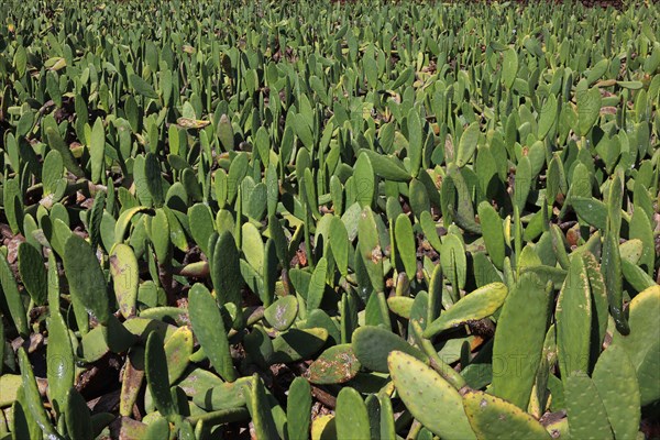 (Opuntia) plantations for the breeding of the cochineal scale insect, near Guatiza, Lanzarote, Canary Islands, Spain, Europe