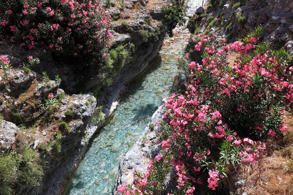 Blooming rhododendron by a stream