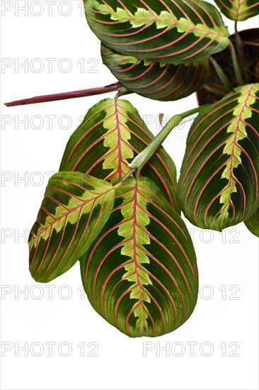 Close up of leaf with red stripes of exotic Maranta Leuconeura Fascinator plant isolated on white background