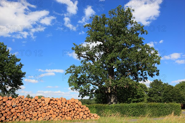 Picture oak near Albertshausen