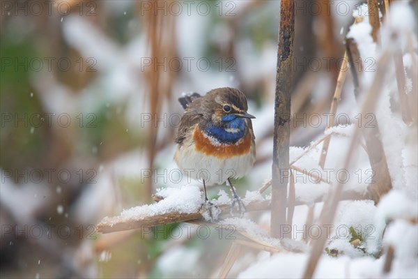 White-spotted bluethroat