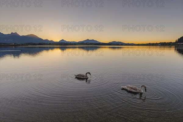 Mute swans