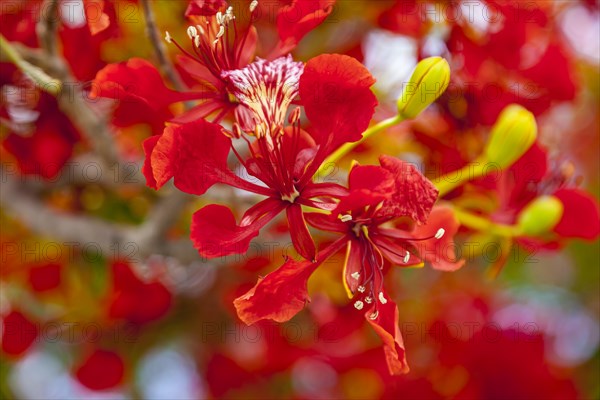 Flower of the royal poinciana
