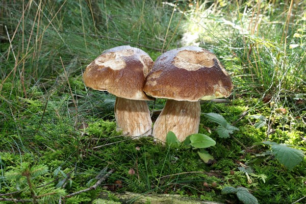 King bolete