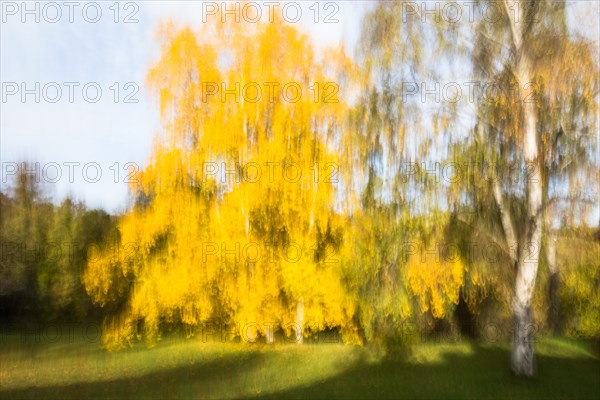 Autumnal discoloured birch trees