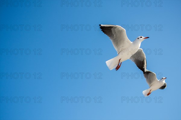 Pair of seagulls flying in the sky background