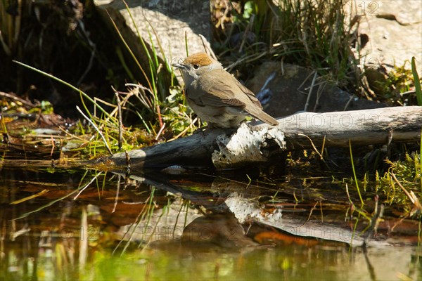 Blackcap female standing on branch at water's edge with mirror image seen left