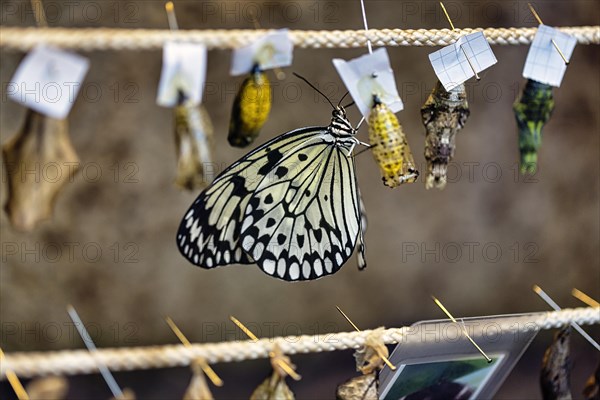 Freshly hatched paper kite