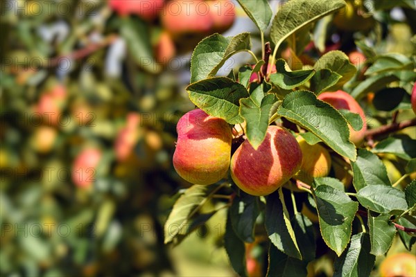 Ripe red and yellow apples growing on fruit tree in late summer