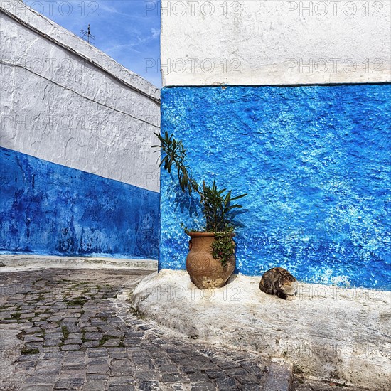 Typical narrow alley with cat