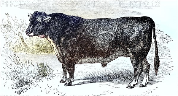 Bull of the Scottish Hornless Breed
