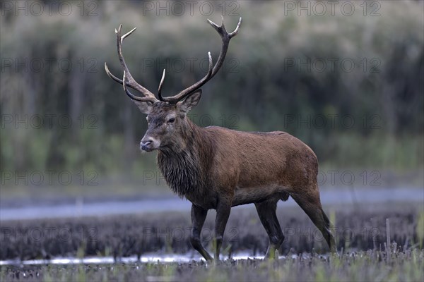 Red deer