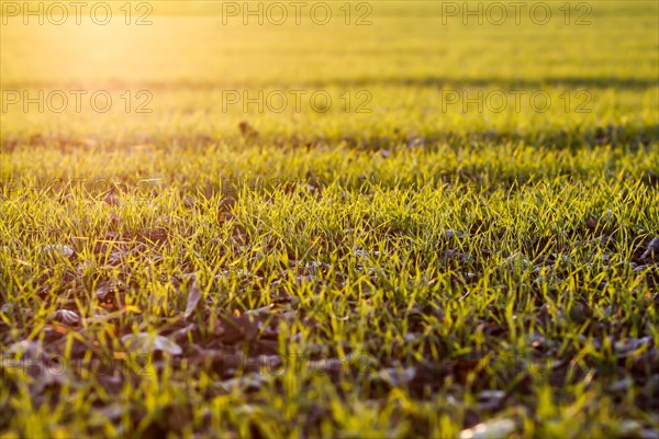 Morning grass in the field