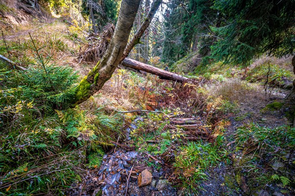 A small stream in the Schoenjungferngrund in the Ore Mountains