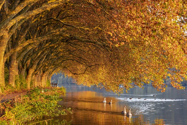 Autumnal plane tree avenue at Lake Baldeney with swans
