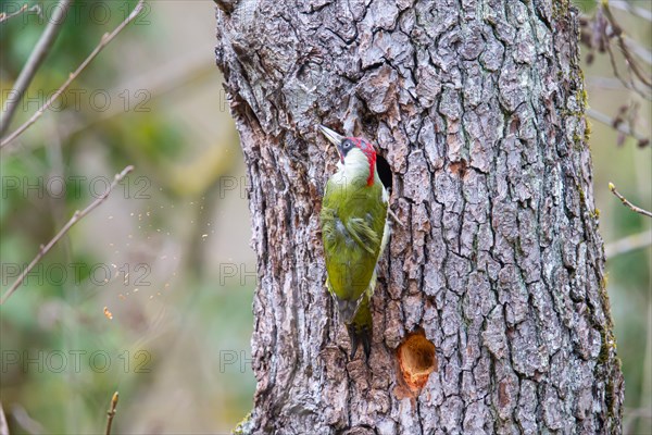 European green woodpecker