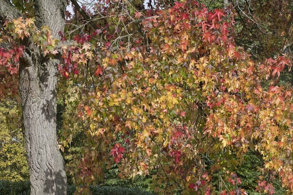 Sweetgum