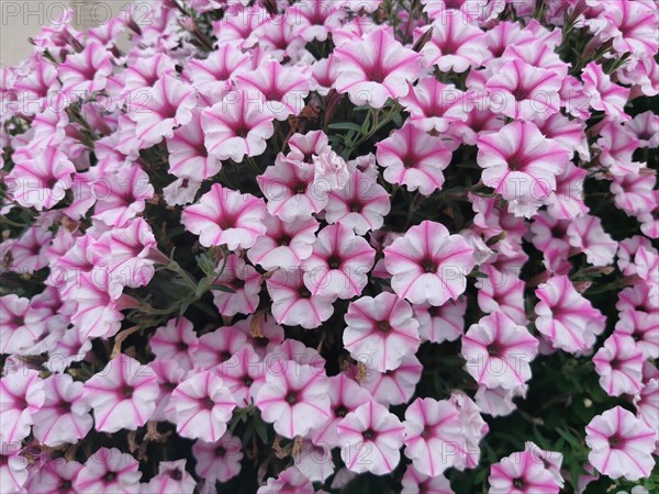 Garden petunia